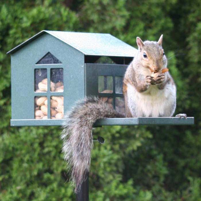 Food Pantry Metal Squirrel Feeder